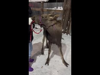 🦌 В Ульяновской области жители спасли лосёнка от бродячих собак

Детёныша лося обнаружили возле заправки в р.