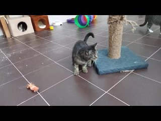 Кошачий приют КОТОХАУСtan video