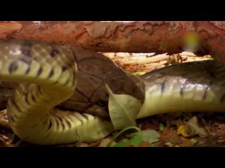 Королевская кобра, или гамадриад — самая крупная ядовитая змея.