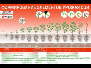 Формирование элементов урожая сои