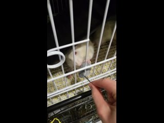 Видео от Спасательный отряд “RATуй!“