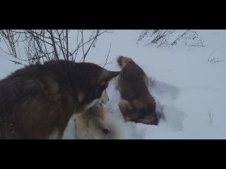 “А что это вы тут делаете?“
“Ищи лучше! Она где-то тут! Я чую её!“