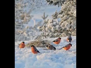 🐦 Не забывайте подкармливать птиц зимой!