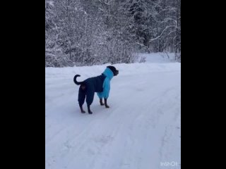 Зимний утепленный комбинезон для ротвейлера