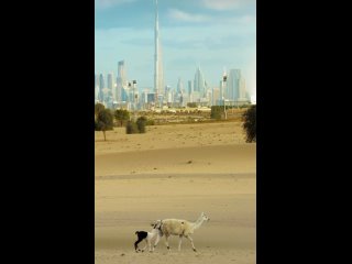 🦙Просто ламы наследного принца Дубая на фоне Downtown’а

Надеемся, что и у вас есть время замедлиться в это чудесное воскресенье