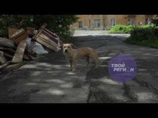 ООО УК _СПУТНИК_. Устройство ливневки возле дома 3 на ул. Островского и очистка подвала от мусора