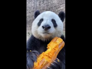 熊猫吃南瓜🎃.mp4