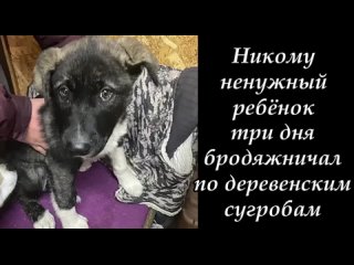 Видео от Кошки и собаки Территории добра