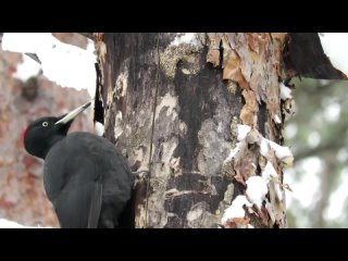 Черный дятел добывает короедов из сосны, black woodpecker
