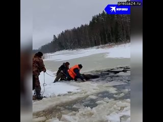 Спасли от холодной смерти    Лось вместе с лосёнком провалились под лёд. Спасатели МЧС вооружились