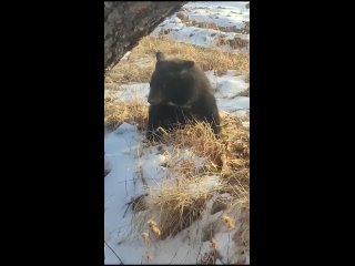 🐻В Приморье медвежонка-сироту спасли и отправили на реабилитацию 

Детеныша гималайского медведя в Приморье обнаружили охотинспе