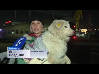 Приморские волонтеры привезли бездомных собак из Бурятии во Владивосток