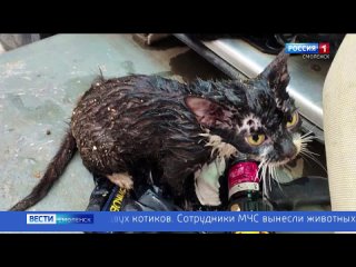 ГТРК Смоленск - Смоленские пожарные спасли двух котов
