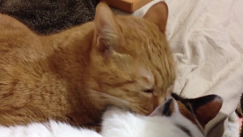 ASMR Cat licking other cat s ear (