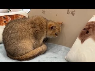 Найденный котенок Лаки брошенный мамой, ползет к своей новой маме кошке