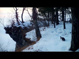 В Приморском заповеднике в объектив фотоловушки попала белка, которая суетится, как человек перед выходом на работу