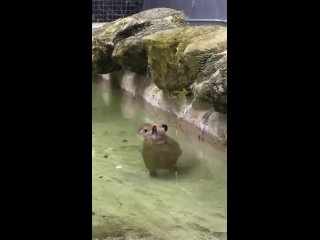 И к более важным новостям: В зоопарке Флориды удалось заснять, как малыш капибар ходит в воде.