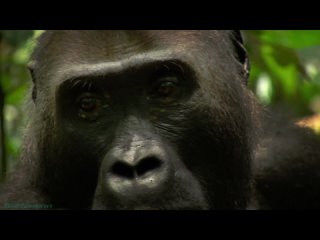 «Гориллы: Разборки в джунглях» (Познавательный, природа, животные, флора, фауна, 2020)