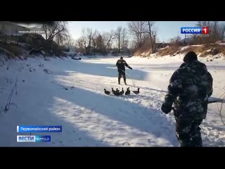 Восемь диких уток чуть не замёрзли на пруду в садоводстве в Первомайском районе.