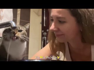 Смешное видео с котами и котятами для хорошего настроения! 😸