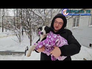 СПАСЕНИЕ КОТА и ЩЕНКА из холодных сугробов... Команда верновцев - помощь животным