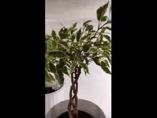 FICUS KUMANI