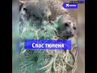 Малыша тюленя спасли в Дагестане   На берег Каспийского моря вблизи Махачкалы выбросило малыша тюле