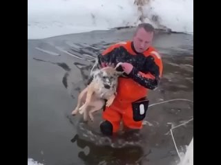 спасли пса