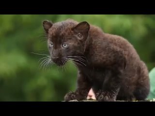 Человек и Ротвейлер взялись за воспитание Дикой кошки