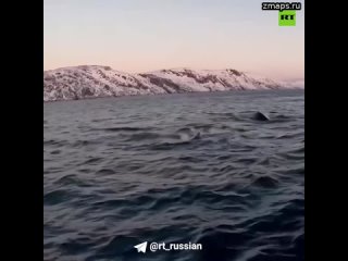 Туристам в Мурманской области сегодня везёт на «морские представления»: в Териберке киты подплывали