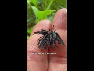 Личинка жука щитоноски из Эквадора защищается от хищников своим навозом