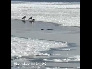 Во Владивосток приплыл тюлень