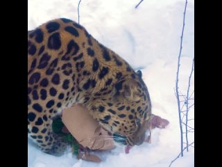 🐆Как проводит эту зиму дальневосточный леопард Мизер из Московского зоопарка?