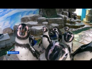 Пушистое потомство появилось у пингвинов Гумбольдта в Приморье