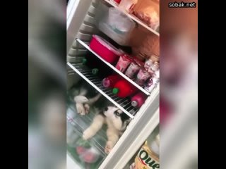 Лучшая охрана холодильника