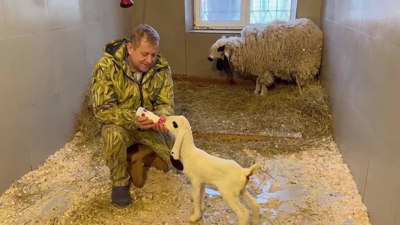 Олег Зубков ПРОСТО ЗАСТАВИЛ нерадивую мать овцу стать ХОРОШЕЙ МАМОЙ и покормить малыша!