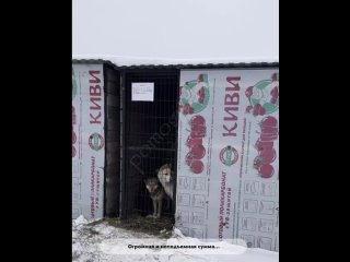 Изнурительная зима Зима вытянула все силы из приюта для бездомных животных Помоги жить.