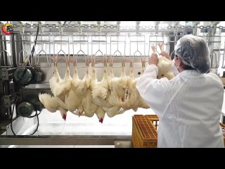 Transform Your Poultry Processing with Our Slaughter Line