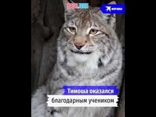 🇷🇺 Кот Печкин воспитал дикую рысь