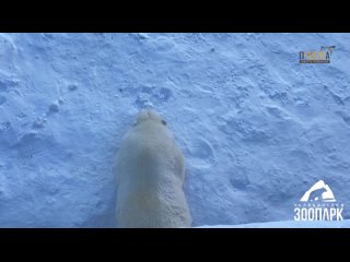 Белый медведь Алтын из челябинского зоопарка отрепетировал ленивые выходные в идеальной лежанке