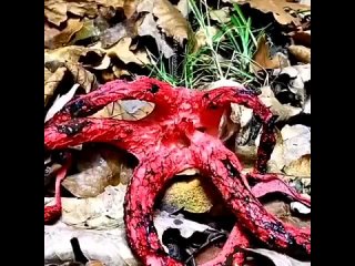 Anthurus archeri (Clathrus archeri) is a species of mushroom in the oar family. The well-known folk name is Devil’s fingers