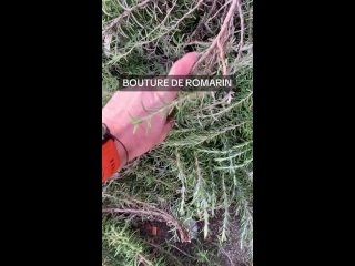 Romarin- COMMENT FAIRE POUSSER DU ROMARIN ET AMELIORER VOS PLATS AVEC