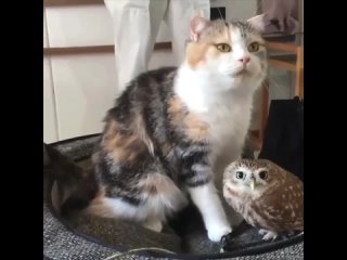 Кошка помогает умываться своему пернатому другу