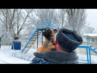 Учреждениям ГУФСИН России по Донецкой Народной Республике впервые передали служебных собак из Ульяновской области и Республики К