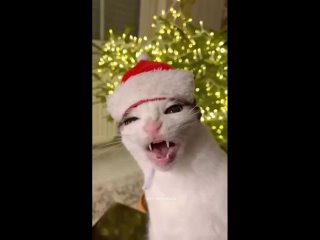Немного новогоднего настроения от самой мемной кошки 2023-го.