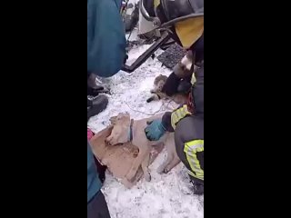 Спасатели реанимировали животных после пожара
