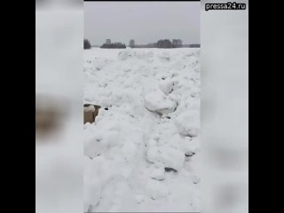 Котов в мешках нашли в поле сибиряки  Буквально - два мешка с котами, которых выкинули на мороз. Пе