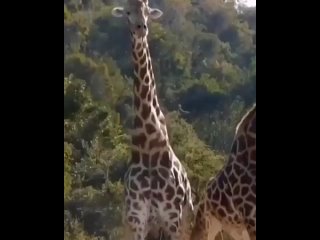 Драка жирафов.