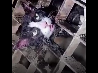 МЧСники Спасли котёнка