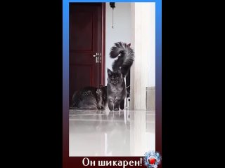 Мощь, грация и шикарный хвост!👍👍👍😍😍😍❤❤❤ (Кто подарил бы мне такого?😾❤)